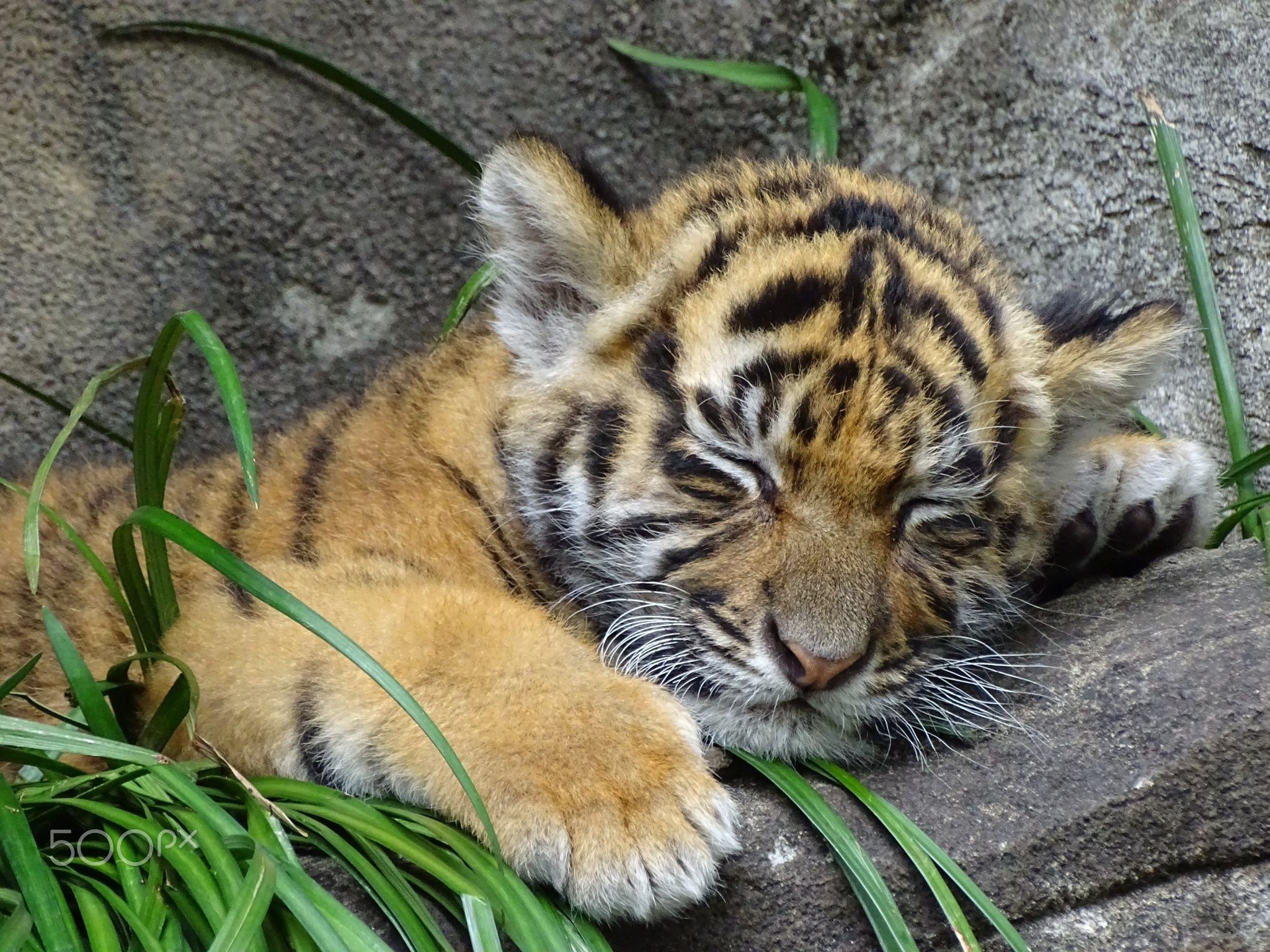 a napping tiger cub